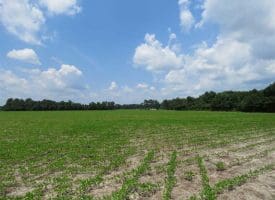 SOLD!!  15 Acres of Farm Land For Sale in Robeson County NC!