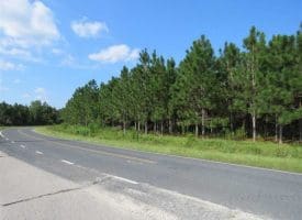 SOLD!!  26 Acres of Timber Land For Sale in Robeson County NC!