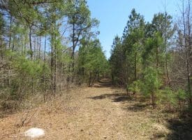 SOLD!!  77 Acres of Hunting Land For Sale in Scotland County NC!