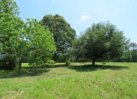 SOLD!! 26 Acres of Farm and Timber Land with Home Site For Sale in Bladen County NC!