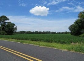 SOLD!!  35 Acres of Farm and Hunting Land For Sale in Duplin County NC!