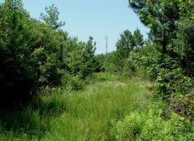 SOLD!! 71 Acres of Hunting Land For Sale in Bladen County NC!