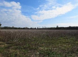 SOLD!!  55 Acres of Farm and Timber Land For Sale in Robeson County NC!