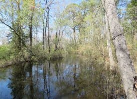 SOLD!!  25 Acres of Hunting Land For Sale in Scotland County NC!