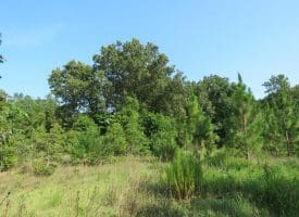 SOLD!!  89 Acres of Timber and Farm Land For Sale in Hoke County NC!