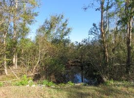 SOLD!!  23 Acres of Hunting Land For Sale in Brunswick County NC!