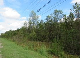 SOLD!!  70 Acres of Hunting Land For Sale in Robeson County NC!