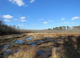 SOLD!! 131 Acres of Hunting and Timber Land For Sale in Robeson County NC!