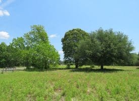 SOLD!! 26 Acres of Farm and Timber Land with Home Site For Sale in Bladen County NC!