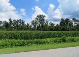 SOLD!! 23 Acres of Farm and Timber Land For Sale in Sampson County NC!