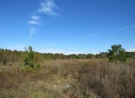 SOLD!!  46 Acres of Recreational Land For Sale in Robeson County NC!