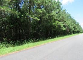 SOLD!!  28 Acres of Hunting Land For Sale in Pender County NC!