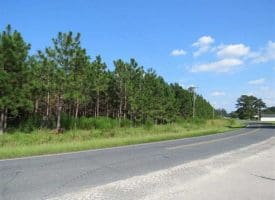 SOLD!!  26 Acres of Timber Land For Sale in Robeson County NC!