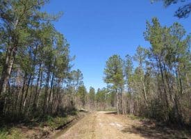 SOLD!!  365 Acres of Timber and Hunting Land For Sale in Columbus County NC!