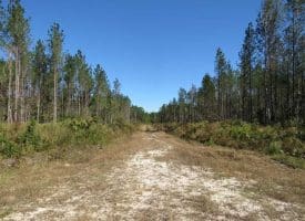 SOLD!!  365 Acres of Timber and Hunting Land For Sale in Columbus County NC!