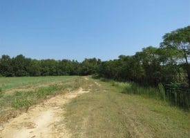 SOLD!!  174 Acres of Hunting Land For Sale in Dillon County SC!