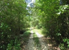 SOLD!  43 Acres of Hunting and Timber Land For Sale in Columbus County NC!