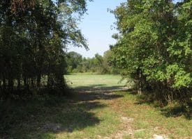 SOLD!!  174 Acres of Hunting Land For Sale in Dillon County SC!