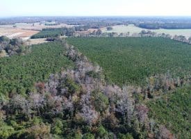 SOLD!! 23 Acres of Farm and Timber Land For Sale in Sampson County NC!