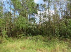 SOLD!!  70 Acres of Hunting Land For Sale in Robeson County NC!