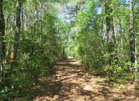 SOLD!!  9 Acres of Residential and Hunting Land in Pender County NC!