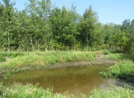 SOLD!!  174 Acres of Hunting Land For Sale in Dillon County SC!