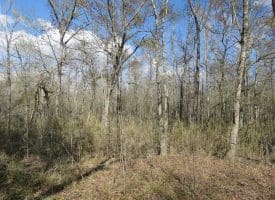 SOLD!!  21 Acres of Residential and Hunting Land in Pender County NC!