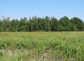 SOLD!!  174 Acres of Hunting Land For Sale in Dillon County SC!