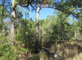 SOLD!!  41 Acres of River Front Hunting Land For Sale in Carteret County NC!