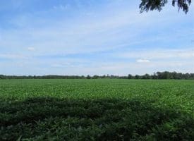 SOLD!!  35 Acres of Farm and Hunting Land For Sale in Duplin County NC!