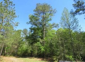 SOLD!!  9 Acres of Residential and Hunting Land in Pender County NC!