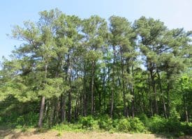 SOLD!!  91 Acres of Farm and Timber Land For Sale in Robeson County NC!