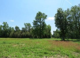 SOLD!! 26 Acres of Farm and Timber Land with Home Site For Sale in Bladen County NC!