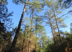 SOLD!! 131 Acres of Hunting and Timber Land For Sale in Robeson County NC!