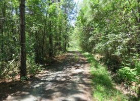 SOLD!!  28 Acres of Hunting Land For Sale in Pender County NC!