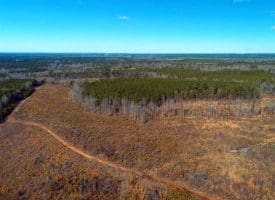 SOLD!!  50 Acres of Hunting and Timber Land For Sale in Lee County NC!