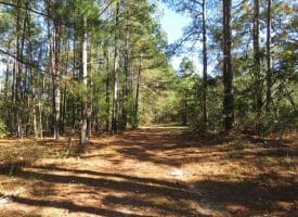 SOLD!!  58 Acres of Farm and Timber Land For Sale in Scotland County NC!