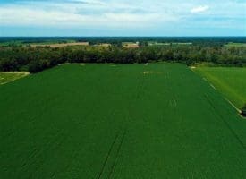 SOLD!!  35 Acres of Farm and Hunting Land For Sale in Duplin County NC!