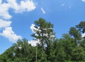 SOLD!! 23 Acres of Farm and Timber Land For Sale in Sampson County NC!