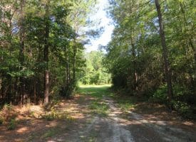 SOLD!!  28 Acres of Hunting Land For Sale in Pender County NC!