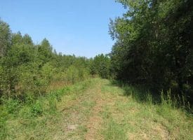 SOLD!!  174 Acres of Hunting Land For Sale in Dillon County SC!