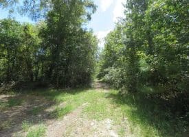 SOLD!  43 Acres of Hunting and Timber Land For Sale in Columbus County NC!