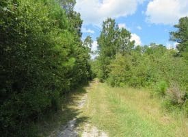 SOLD!  43 Acres of Hunting and Timber Land For Sale in Columbus County NC!