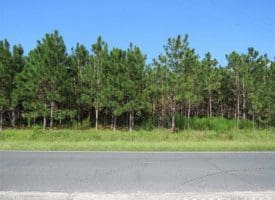 SOLD!!  26 Acres of Timber Land For Sale in Robeson County NC!