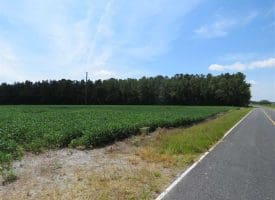 SOLD!!  29 Acres of Farm and Timber Land For Sale in Duplin County NC!