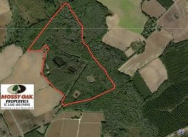 SOLD!!  174 Acres of Hunting Land For Sale in Dillon County SC!