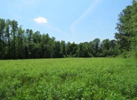 SOLD!! 26 Acres of Farm and Timber Land with Home Site For Sale in Bladen County NC!