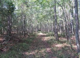 SOLD!!  174 Acres of Hunting Land For Sale in Dillon County SC!