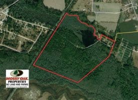 SOLD!! 131 Acres of Hunting and Timber Land For Sale in Robeson County NC!