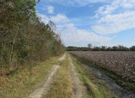 SOLD!!  55 Acres of Farm and Timber Land For Sale in Robeson County NC!